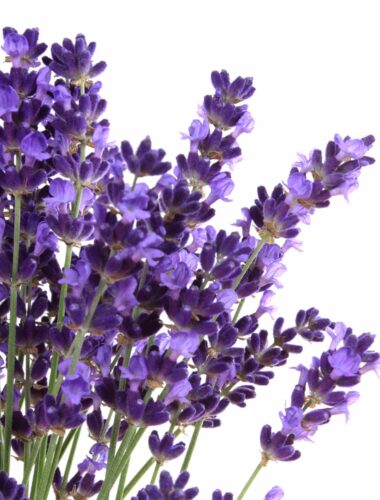 Lavande-fleur